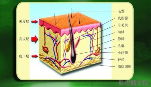 祛痘常識(shí)之皮膚基本結(jié)構(gòu)
